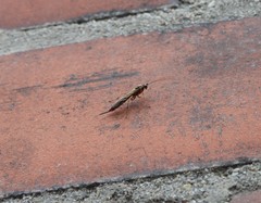 Tromatobia lineatoria