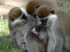 Chlorocebus aethiops