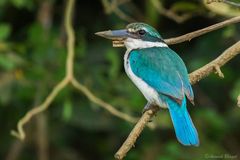 Collared Kingfisher photo 2