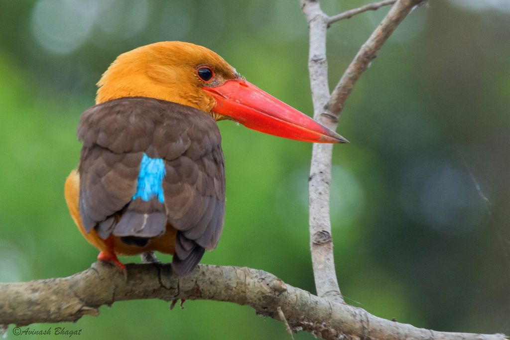 Large-billed Kingfishers