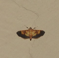 Syngamia latimarginalis