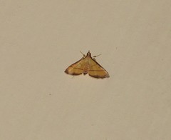 Cnaphalocrocis rutilalis