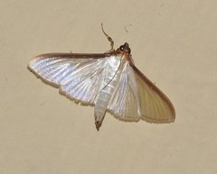 Cydalima laticostalis