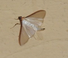 Cydalima laticostalis