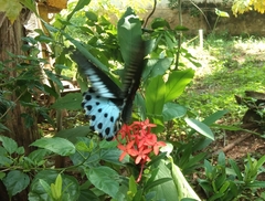 Papilio polymnestor polymnestor