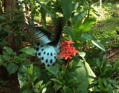 Papilio polymnestor polymnestor