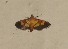 Syngamia latimarginalis