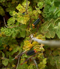 Poecilimon cretensis
