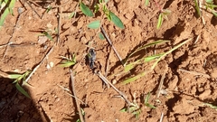 Graphipterus lugens