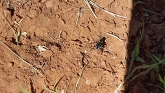Graphipterus lugens