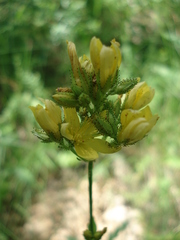 Hypericum montanum