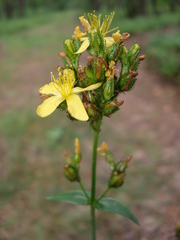 Hypericum montanum