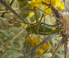 Poecilimon cretensis