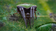 Araneus viridiventris