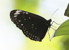 Euploea crameri bremeri