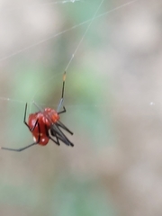 Argyrodes miniaceus