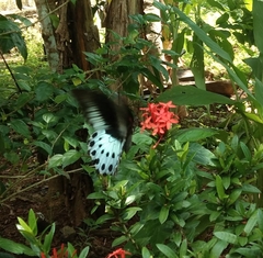 Papilio polymnestor polymnestor
