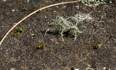 Usnea halei