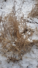 Artemisia sieversiana