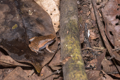 Hamptophryne boliviana
