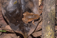 Hamptophryne boliviana