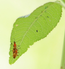 Rhagonycha nigritarsis