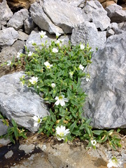 Cerastium latifolium