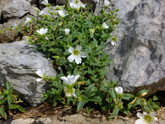 Cerastium latifolium
