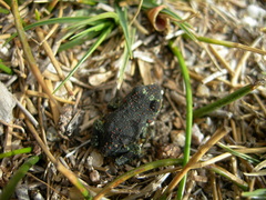 Rhinella atacamensis