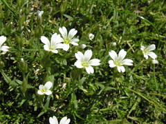 Cerastium soleirolii