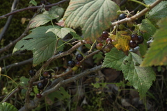 Ribes graveolens