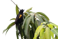 Icterus pyrrhopterus