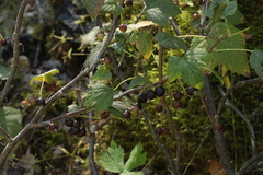 Ribes graveolens