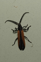 Xylobanus meyricki