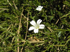 Cerastium soleirolii