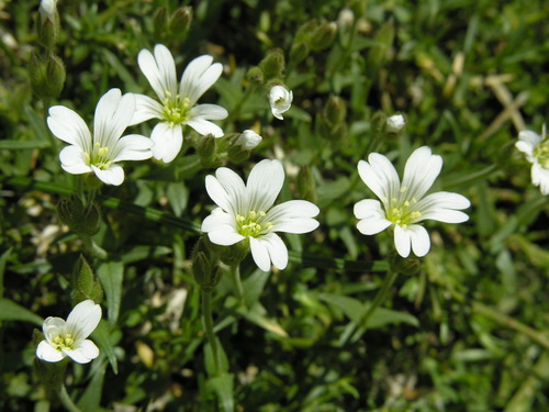 Cerastium soleirolii