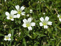 Cerastium soleirolii