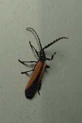 Xylobanus meyricki