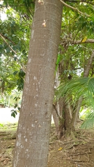 Phelsuma grandis