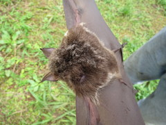 Macronycteris thomensis