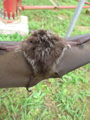 Macronycteris thomensis