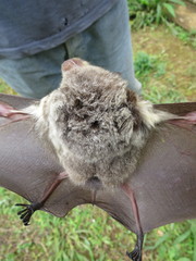 Macronycteris thomensis