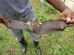 Macronycteris thomensis