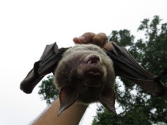 Macronycteris thomensis