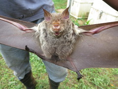 Macronycteris thomensis