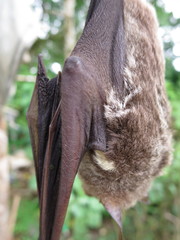 Macronycteris thomensis