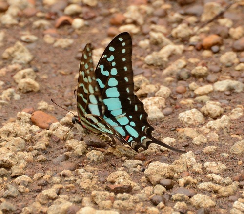 Large Striped Swordtail