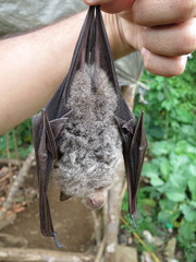 Macronycteris thomensis