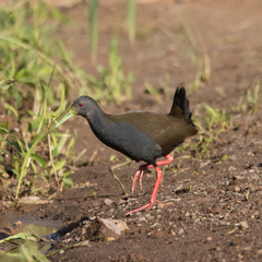 Pardirallus nigricans