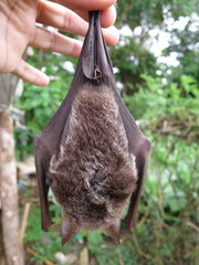 Macronycteris thomensis